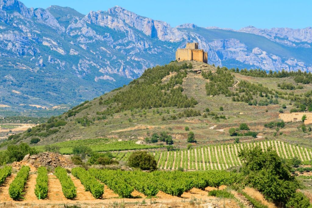 Rioja vineyard